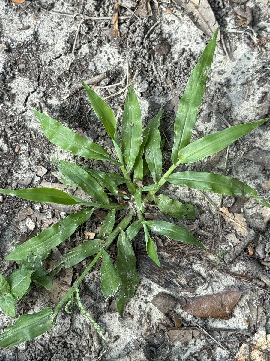 GreauxGrass's tweet image. Can someone please set me straight on these weeds. I’ve seen so much conflicting information regarding tropical, broadleaf, and plantain signalgrass, and Alexandergrass. Different books calling things different names. What’s going on with Urochloa?