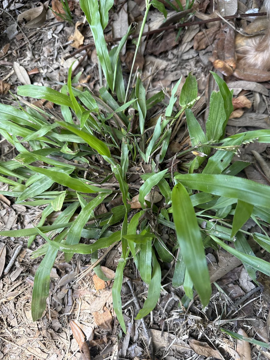 GreauxGrass's tweet image. Can someone please set me straight on these weeds. I’ve seen so much conflicting information regarding tropical, broadleaf, and plantain signalgrass, and Alexandergrass. Different books calling things different names. What’s going on with Urochloa?