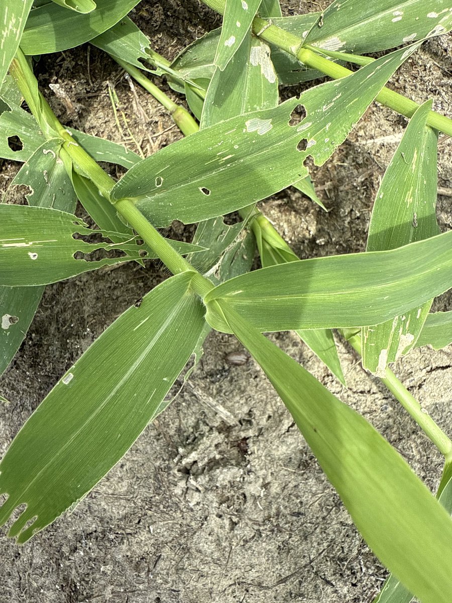 GreauxGrass's tweet image. Can someone please set me straight on these weeds. I’ve seen so much conflicting information regarding tropical, broadleaf, and plantain signalgrass, and Alexandergrass. Different books calling things different names. What’s going on with Urochloa?