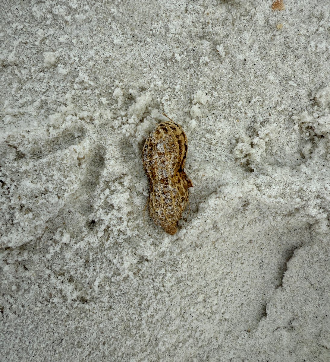 👀PEANUTS spotted at the beach! Whether you spot peanuts on the beach this week or enjoy  boiled peanuts by the pool, be sure to use the hashtag #2025SPGC as we celebrate the 26th anniversary of the Southern Peanut Growers Conference at Panama City Beach, Florida. 🌞

#GaPeanuts