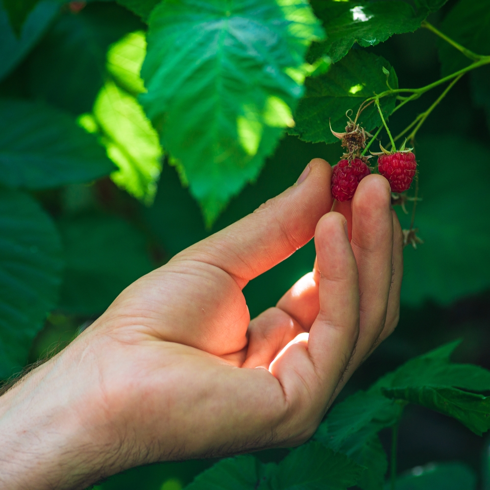 PNASNews's tweet image. How do social rules form? In a study, a fictional tale about poisonous berries was passed along through five waves of participants. Gradually, a warning became a prohibition—showing how mild advice can evolve into moral norms. In PNAS: ow.ly/PHTO50Wu45m