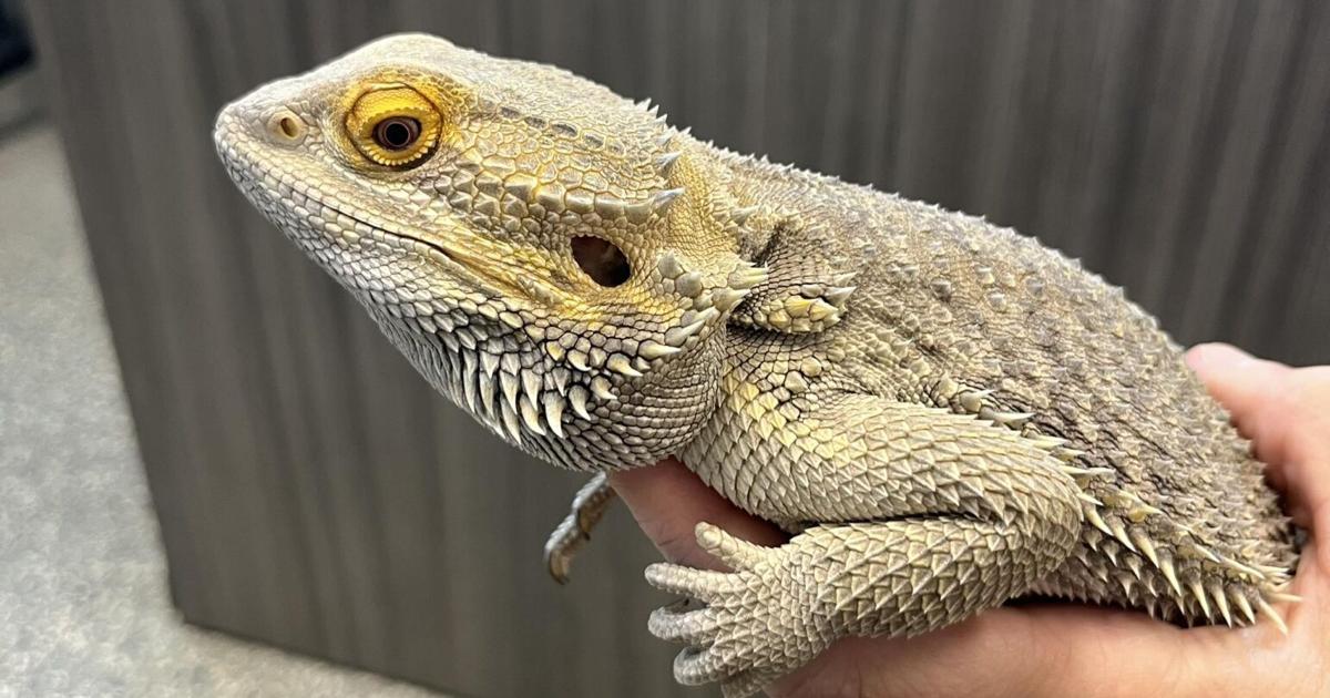 TheSunChronicle's tweet image. Missing a bearded dragon? Perhaps one found on Cushman Road in #NorthAttleboro this week is yours. If so, it’s at the town’s animal shelter which has now encountered two of the lizards within the past month, department clerk Leanne Kennedy said Tuesday. ow.ly/usQv50WtUa3