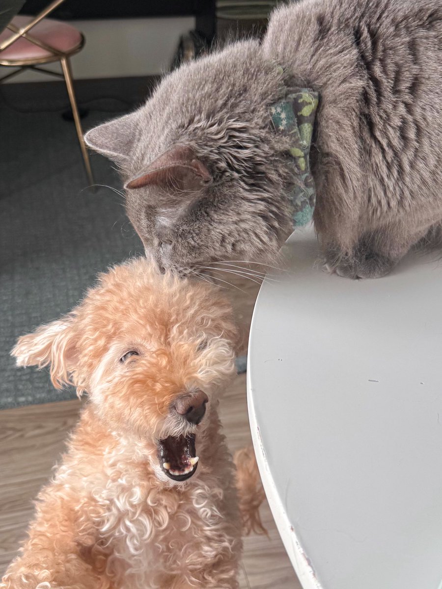 Chaeeeri's tweet image. 모하냐 둘이