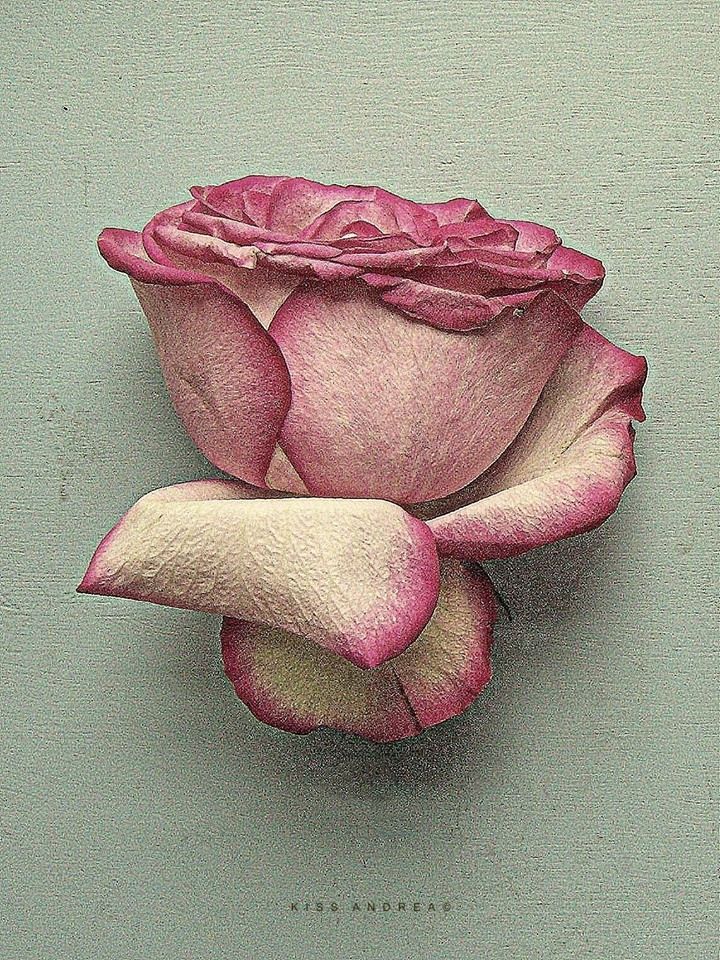 Kiss Andrea