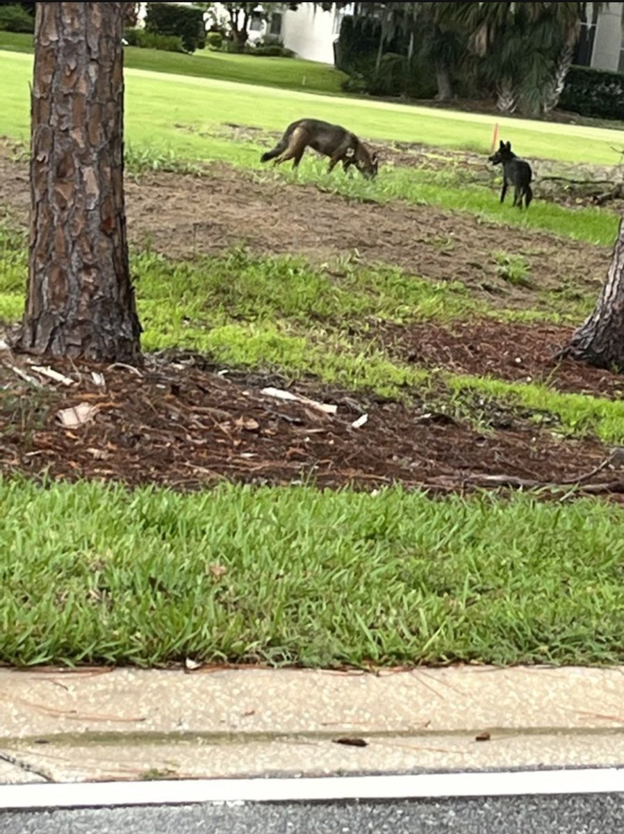 Ladylaw31256058's tweet image. Oh my goodness. This was just circulated throughout the subdivision via group text. This is NOT a Ring camera, but someone in their car. Two coyotes.