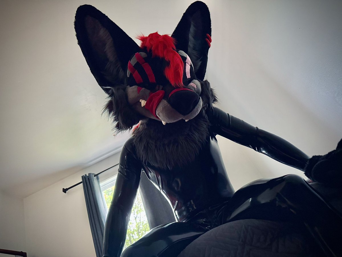 Latex + fluff = winning combo ❤️🖤

📸: <a href="/Blep_Fox/">Blep 🇨🇦🏳️‍🌈🦊</a>