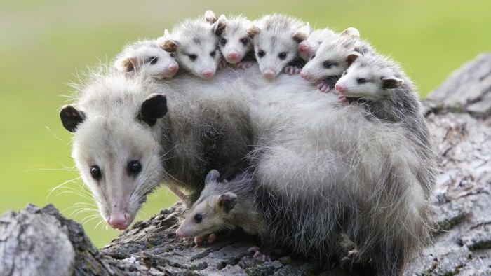 Possumeveryhour.io (@possumeveryhour) on Twitter photo 