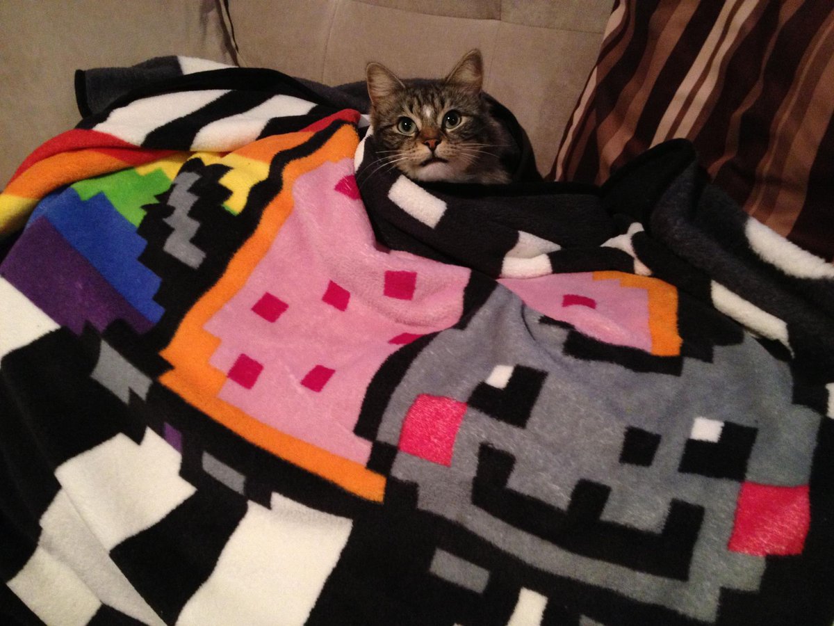 NyanCat's tweet image. 