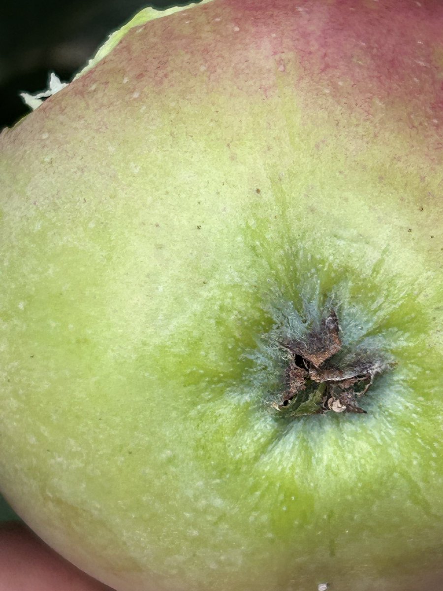 stewartwaine's tweet image. An apple I found in an old abandoned orchard , when sent for DNA testing no cultivar match could be found , I took scions and have a nice healthy tree , the original tree has since perished