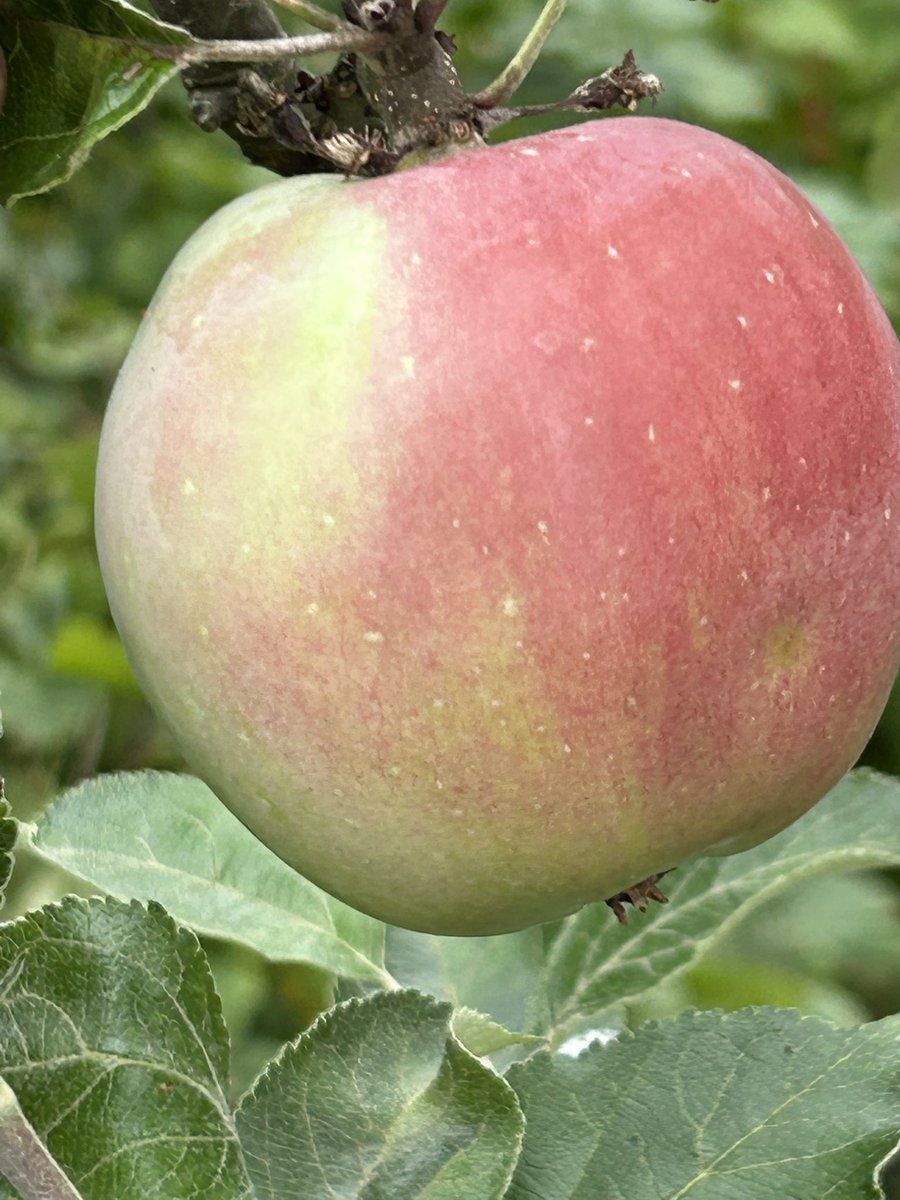 stewartwaine's tweet image. An apple I found in an old abandoned orchard , when sent for DNA testing no cultivar match could be found , I took scions and have a nice healthy tree , the original tree has since perished