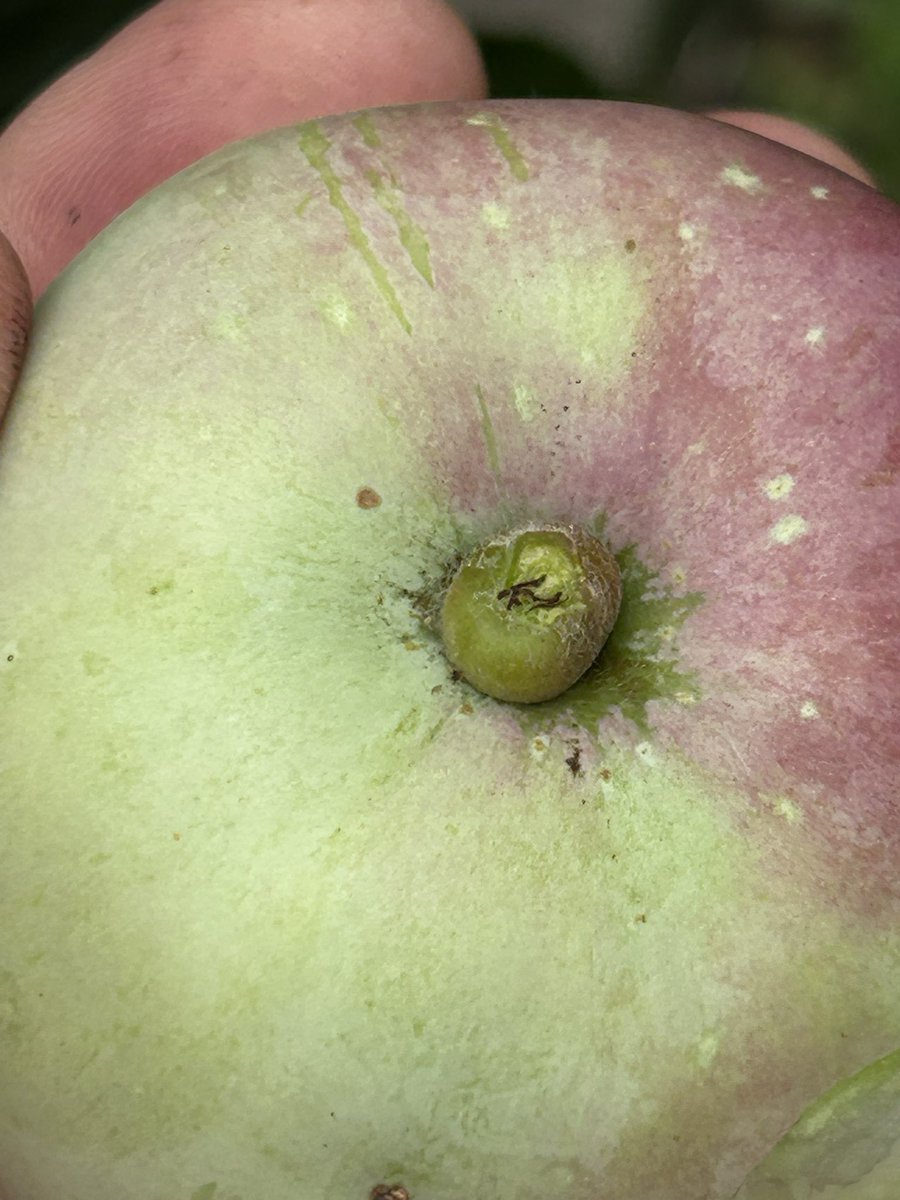 stewartwaine's tweet image. An apple I found in an old abandoned orchard , when sent for DNA testing no cultivar match could be found , I took scions and have a nice healthy tree , the original tree has since perished