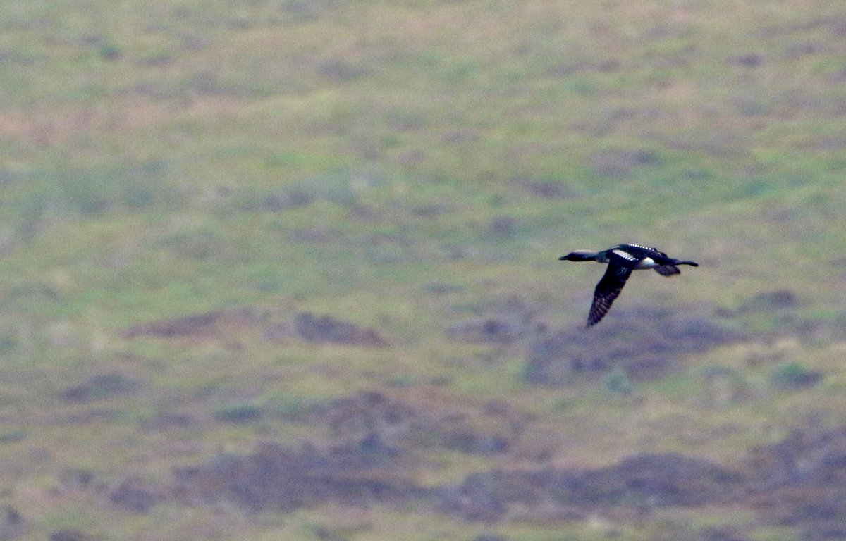 marcbuzzard's tweet image. What a day! Started with a pair of breeding plumaged Black throated Divers calling and interacting on a Highland Loch. A male Azure Hawker on peatland bog. Several Ospreys, Common Seals, Greenshanks, Whimbrels + summer plumaged Turnstones at Loch Fleet. Awesome 🏴 ☺️👍