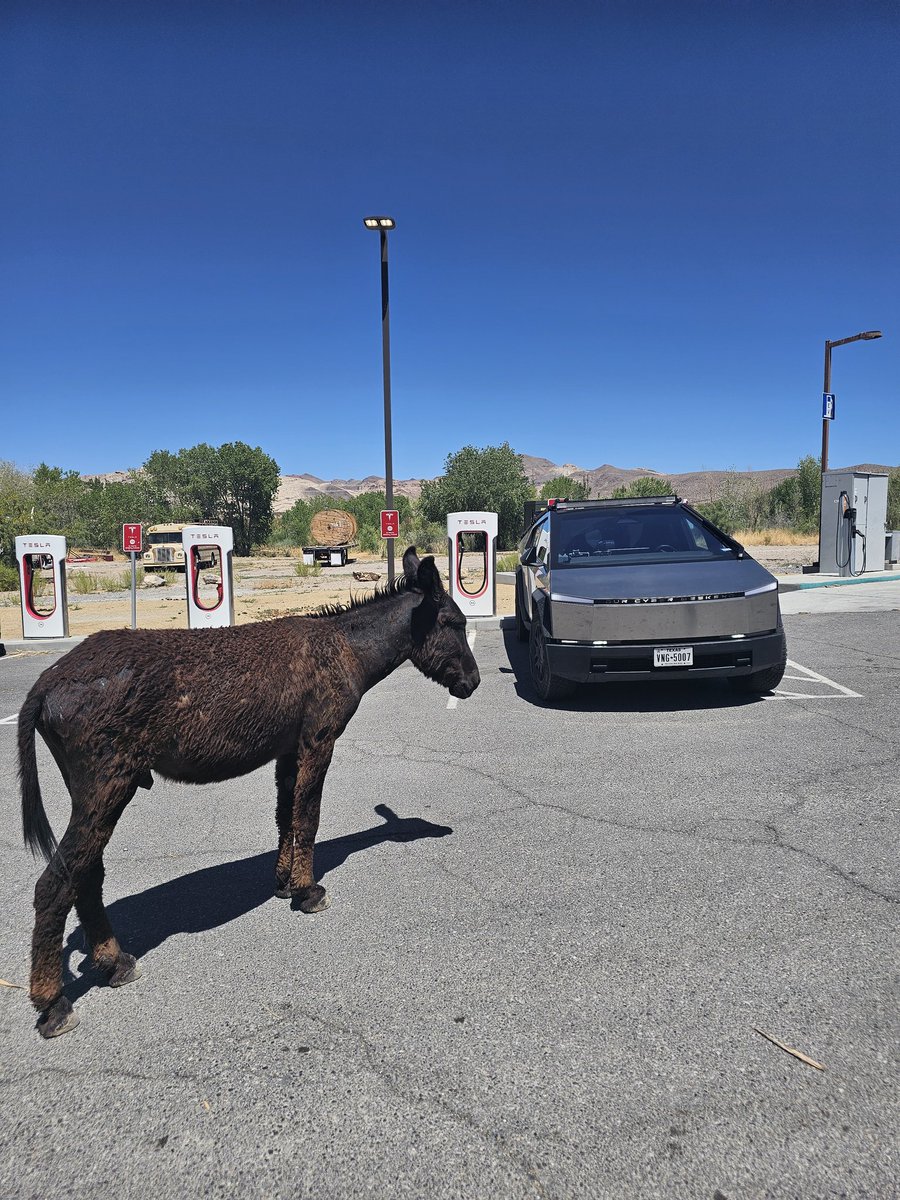 Clinton (@vanquishfoes) on Twitter photo We met a new friend at the Beatty NV supercharger on the way to Yosemite which is the last destination before <a href="/theXtakeover/">X Takeover</a> We met a new friend at the Beatty NV supercharger on the way to Yosemite which is the last destination before <a href="/theXtakeover/">X Takeover</a>