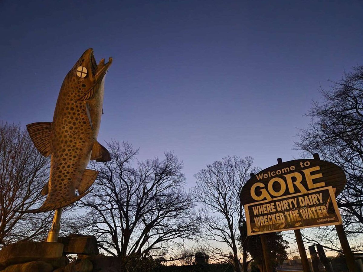 TheZeitgeistNZ's tweet image. Federated Farmers is calling for Greenpeace to lose its charitable status after the group defaced Gore’s iconic brown trout statue as part of a protest against nitrates from dairy farming allegedly making the towns drinking water unhealthy.
Read more - ruralnewsgroup.co.nz/rural-news/rur…