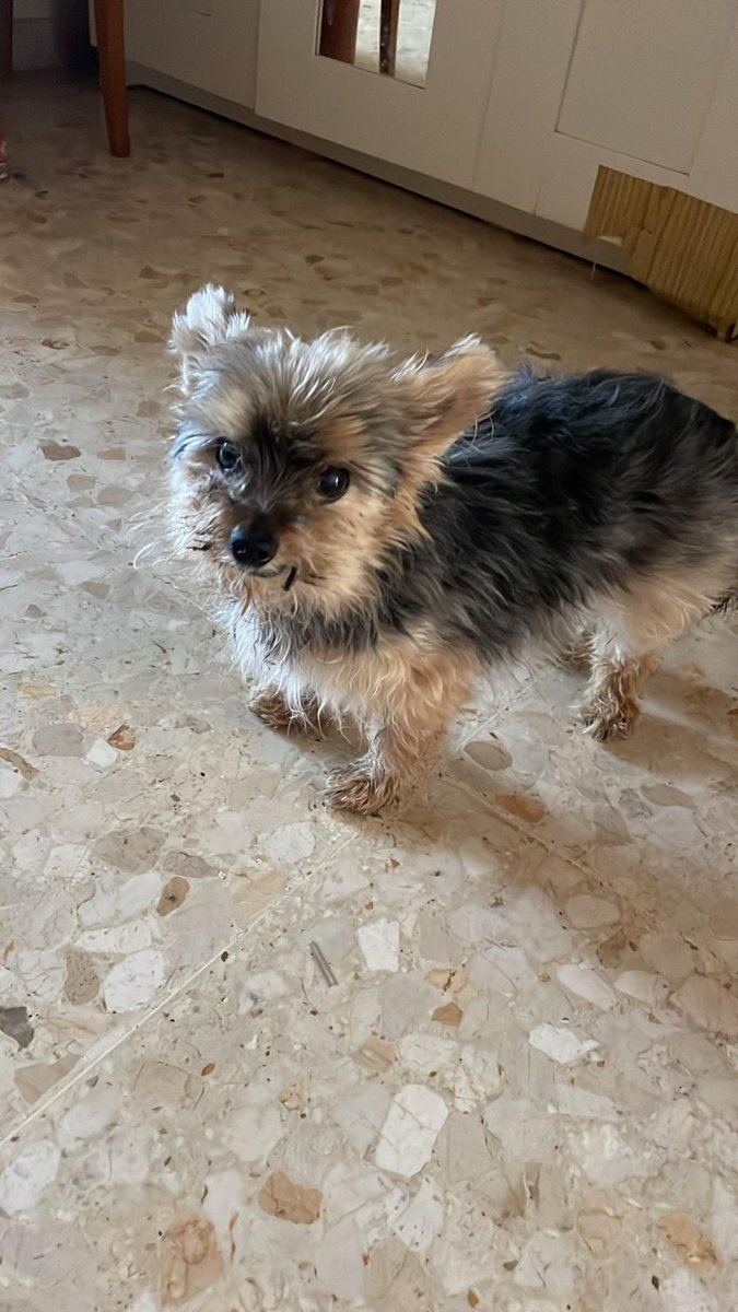🆘 #𝐃𝐄𝐒𝐀𝐏𝐀𝐑𝐄𝐂𝐈𝐃𝐎𝐎𝐎𝐎!!!
En #GUADALMAR (MÁLAGA)
Se llama Piesito. ¡¡Tiene 15 años!! Es #sordo, #ciego y no tiene dientes.

Por favor es muy urgente encontrarlo!! 
Si alguien lo ha visto, lo tiene o sabe algo....

Contacto; 676 97 09 33