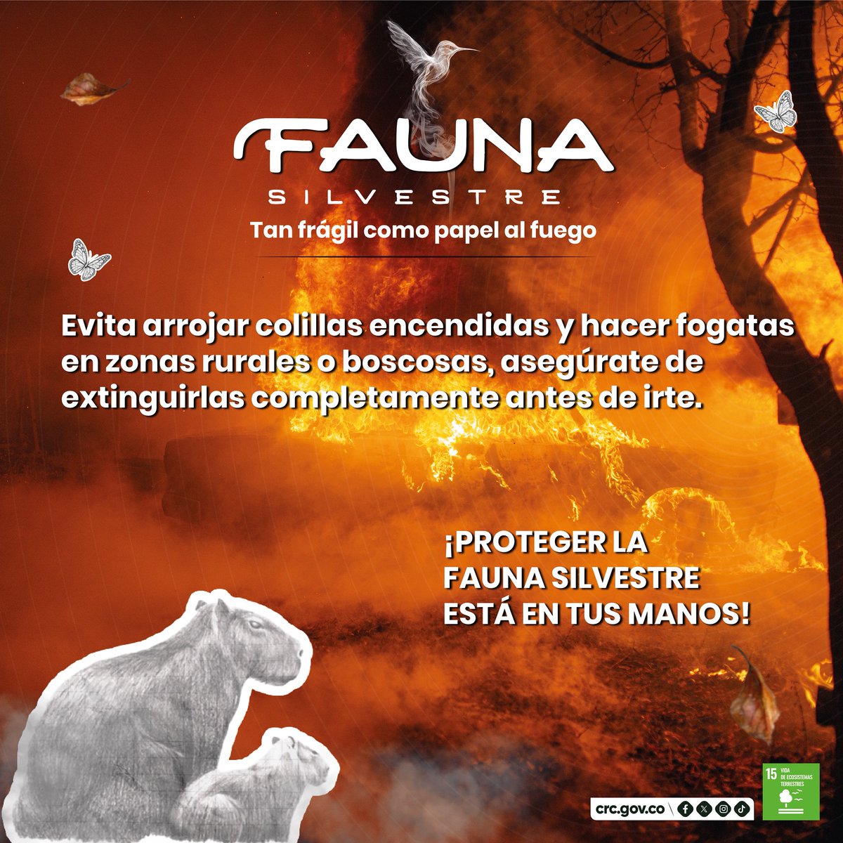 CRCcauca's tweet image. 🔥Una colilla mal apagada puede borrar un ecosistema entero.
🦎 La fauna silvestre no tiene cómo huir del fuego.
Sé consciente, sé cuidadoso.