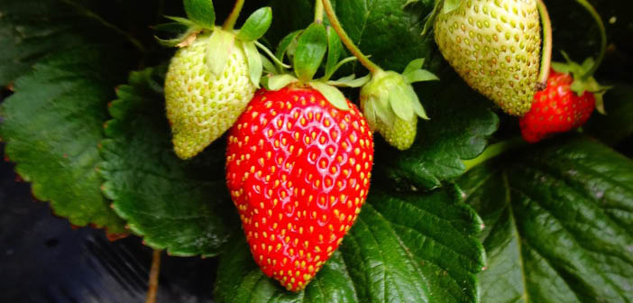 ACTHortNews's tweet image. Update on the Interreg PlantGoed strawberry project
Read more via #HortNews >> hortnews.com/articles/horti…
#greenhouse