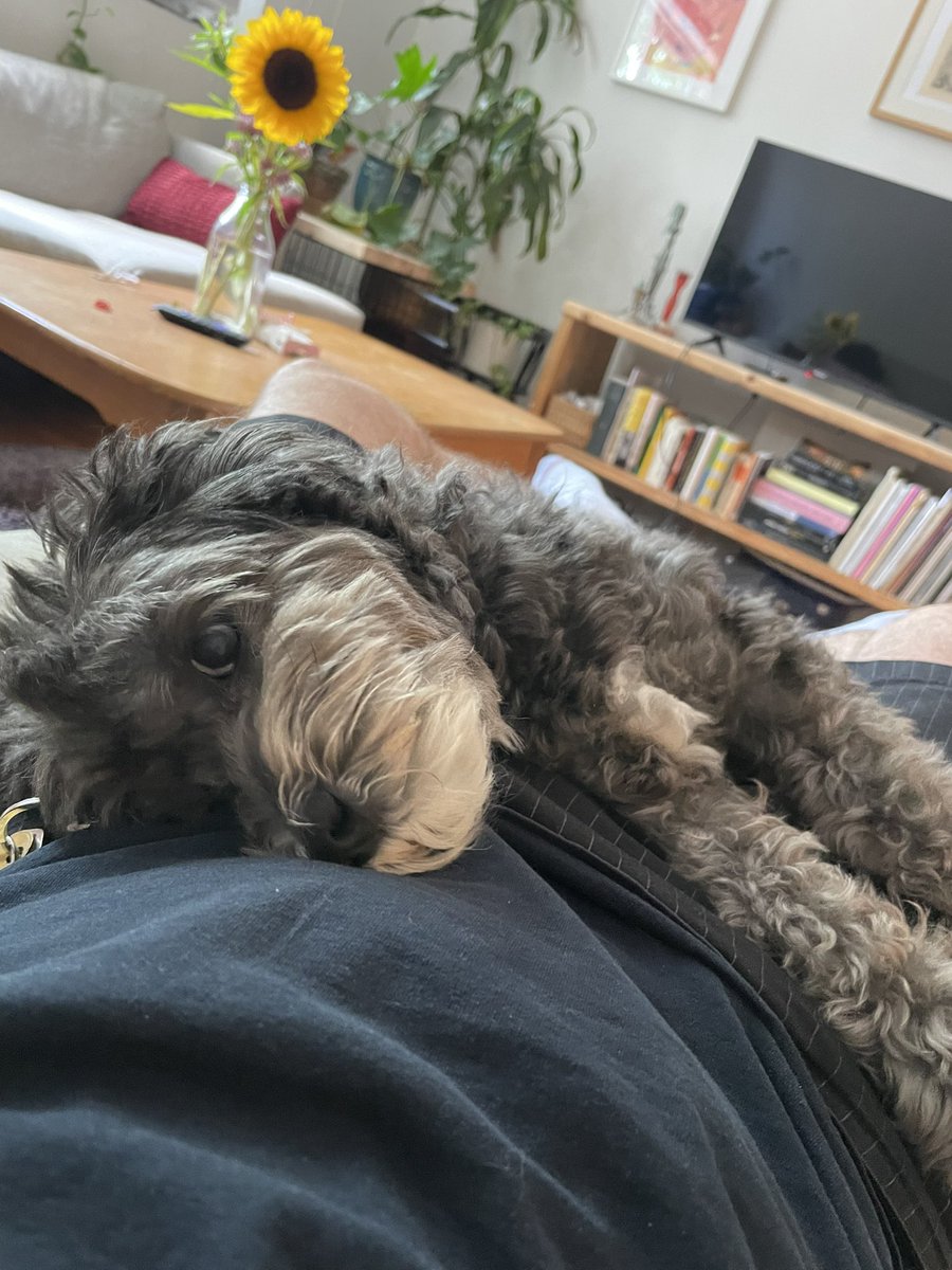 mickal500's tweet image. she missed me so much she won't move it's awesome 😍