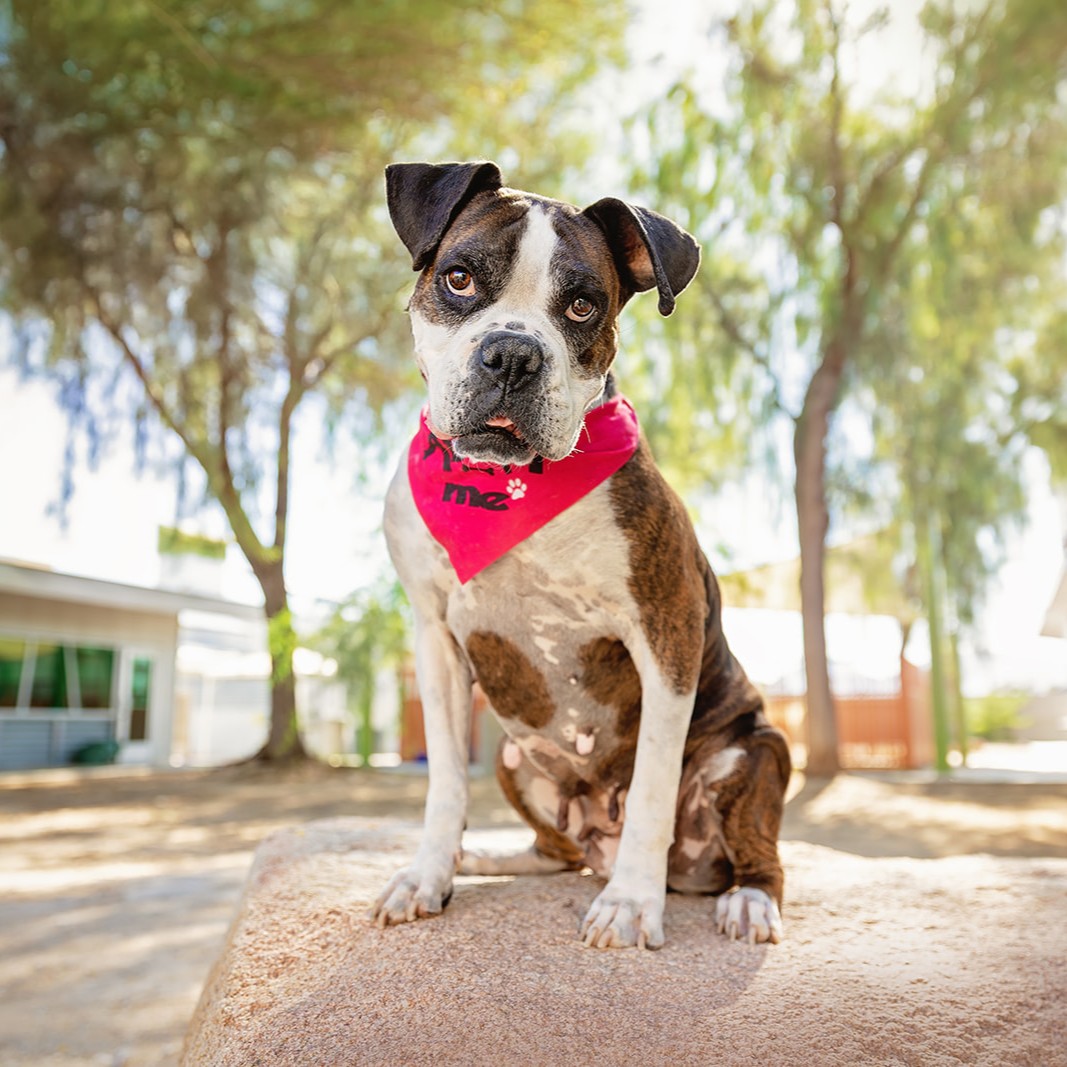 animalfndlv's tweet image. Look at Dustyn and try not to fall in love!
This 7-year-old smooshy-faced girl has been described as “a huge cuddlebug” by her foster family.
Whenever you’re around Dustyn, you feel at peace. She just has that certain something about her.
Foster or adopt Dustyn. ID# A1372226