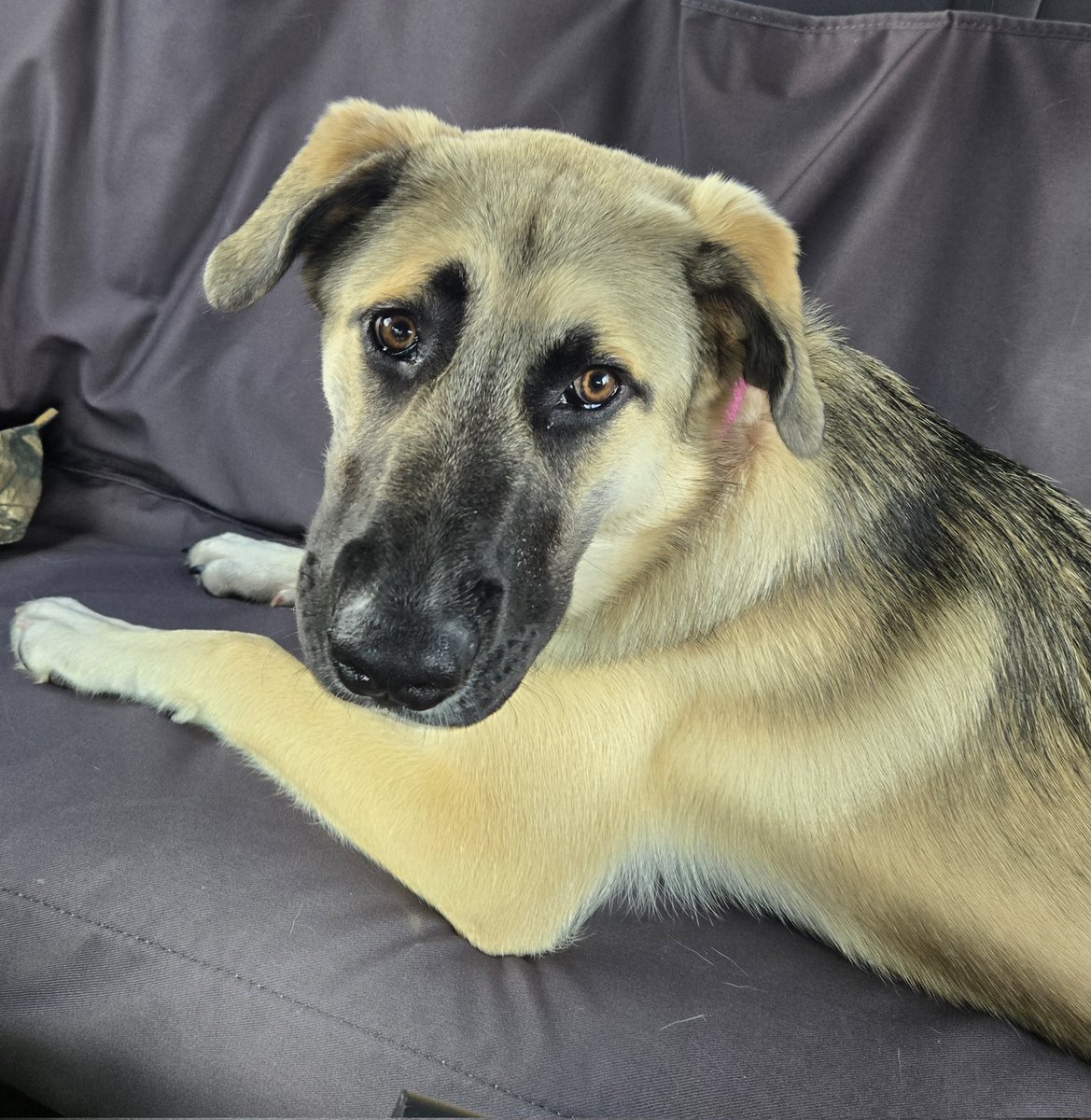 2A_Patriot_'s tweet image. This sweet beast, at just over 6 months is 72.4 lbs