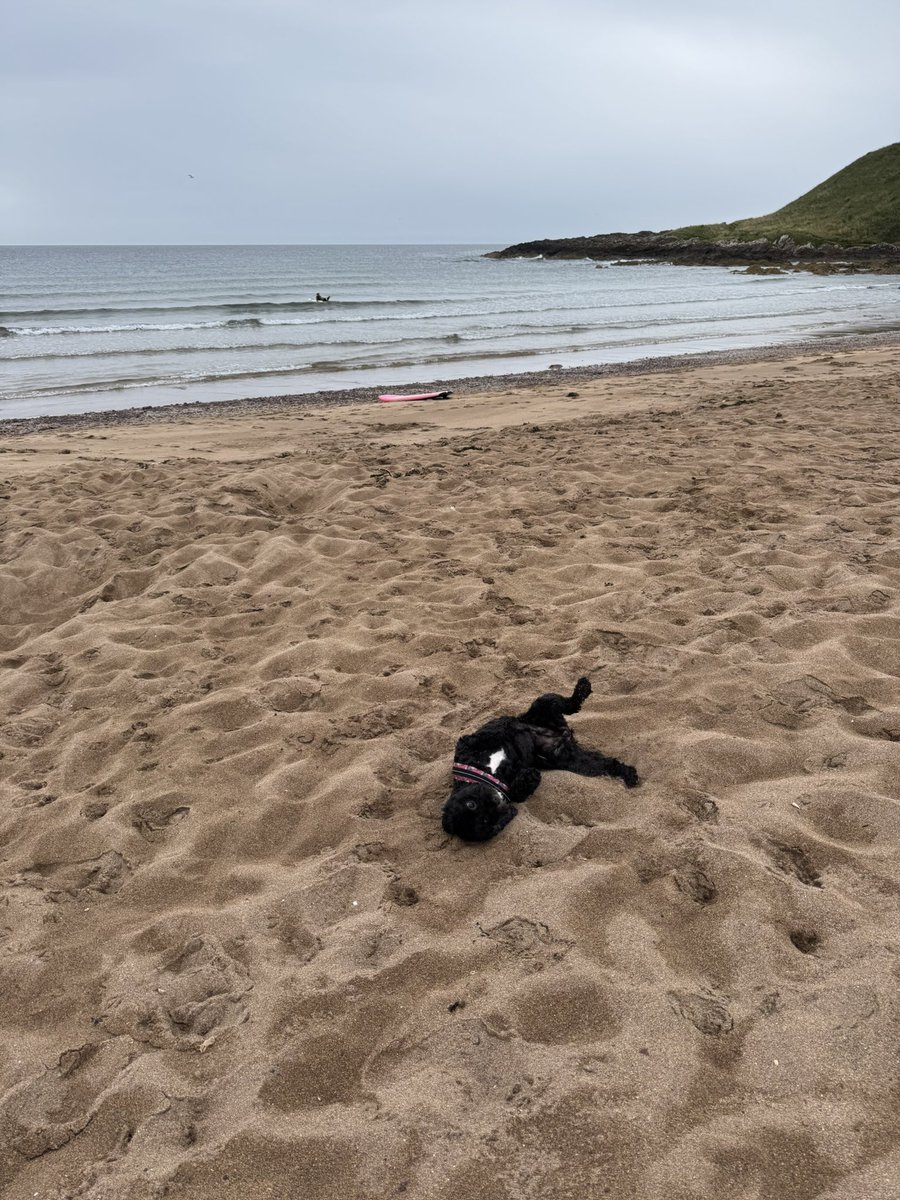 Vera_pooch's tweet image. We has been to a different country today (&amp;amp; another beech!) 💙🏴󠁧󠁢󠁳󠁣󠁴󠁿 #Vera🐶
#DogsOnX
#TwinsiesOnTwitter 
#Scotland
