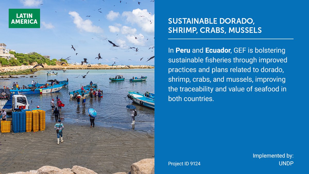 theGEF's tweet image. Sustainable fisheries = food security, healthy oceans, & strong livelihoods. In Peru & Ecuador, boosting traceability and value for dorado, shrimp, crabs, and mussels, in Peru and Ecuador are boosting sustainability. Check out: wrld.bg/FVwX50WeGYj
