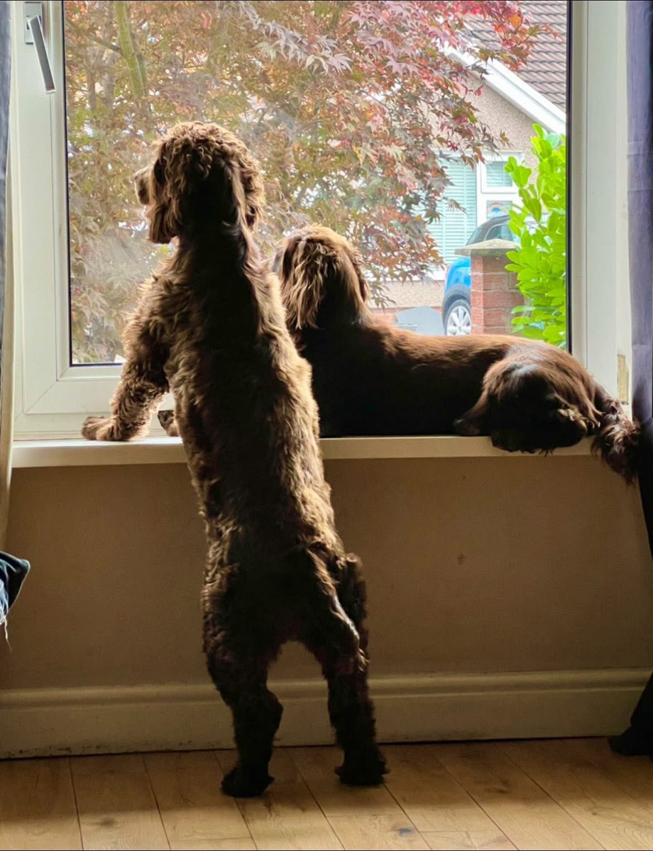 rosieDoc2's tweet image. #SpanielHour
TRAVIS went missing 16/4/25 from BEDWAS PITT area #Caerphilly #CF83 🏴
Male adult brown #Sprocker white on chest/docked tail CHIPPED
The family need to know he’s ok
DOES ANYONE KNOW WHERE HE IS?
doglost.co.uk/dog/197715
@ruthwill64 @juliagarland73 @RachaelB100