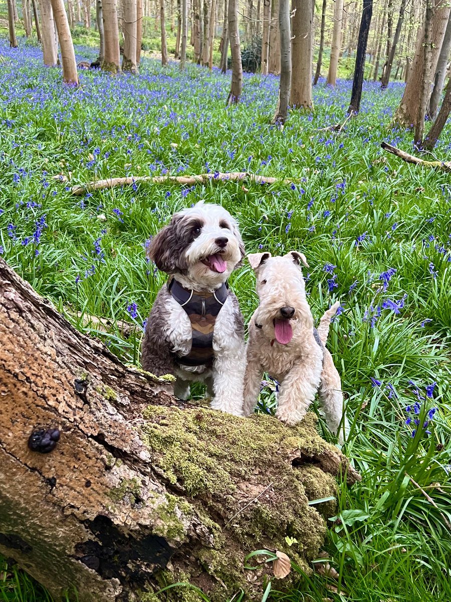 Bertie Lakeland tweet media