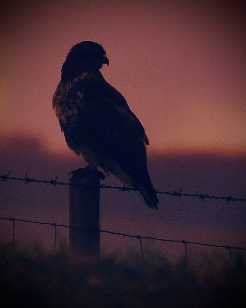 AledHall's tweet image. Chi byth yn gwbod pwy sy’n watsho chi…Nos da bawb x
#LlygedBarcud
You never know who’s watching you..Nos da everyone x
#Eagleeyesarewatching