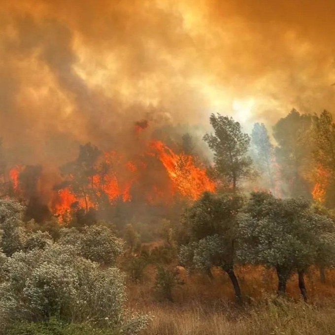 Başımız Sağolsun.

Eskişehir'in Seyitgazi ilçesinde çıkan orman yangınını söndürme çalışmaları sırasında alevlerle mücadele ederken şehit olan 11 orman işçisine Allah’tan rahmet; kederli ailelerine baş sağlığı dilerim.
#ormanyangını #yangınvar #Eskisehir