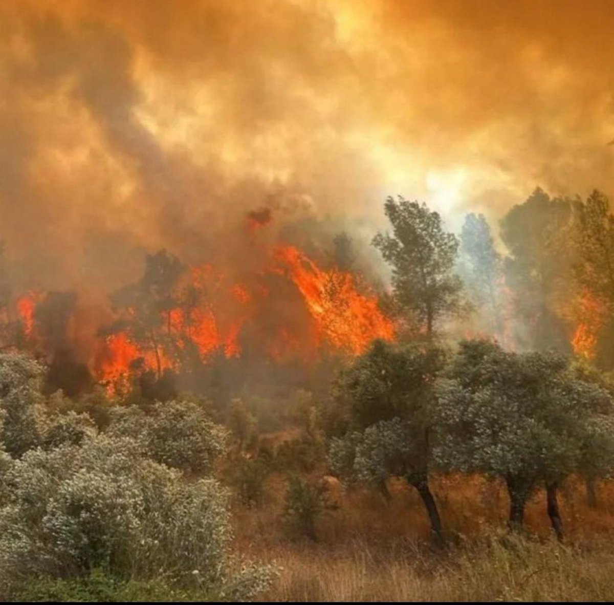 SEYİTGAZİ’DEKİ ORMAN YANGININDA 11 CANIMIZI KAYBETTİK

Eskişehir’in Seyitgazi ilçesinde çıkan orman yangınında hayatını kaybeden 11 kardeşimize Allah’tan rahmet, kederli ailelerine sabır ve başsağlığı, yaralılarımıza acil şifalar diliyoruz.

Fedakârlıklarıyla ormanı, insanı ve