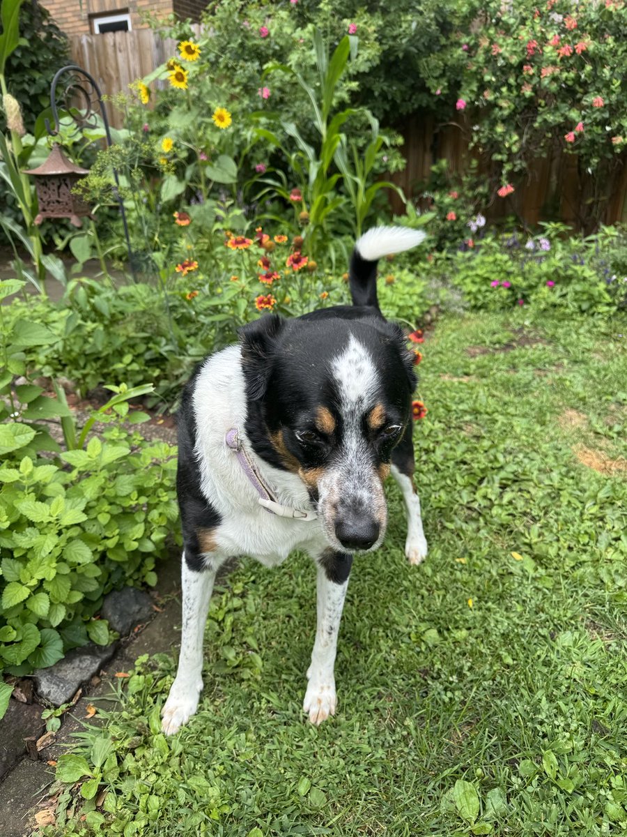 MayleePup's tweet image. Don’t try to make me look, Momma. Not going to do it. #WontLookWednesday