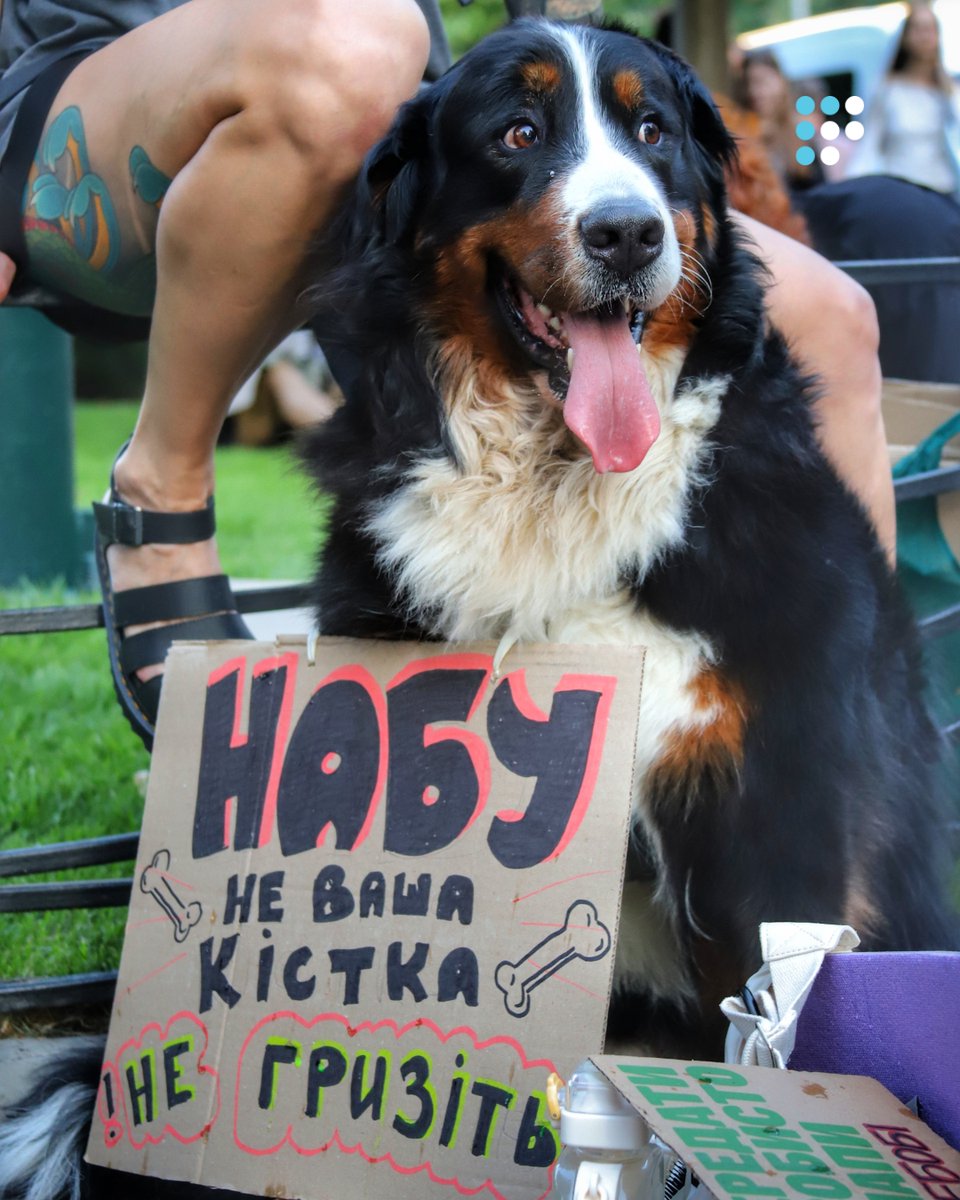 HromadskeRadio's tweet image. 🔺 У Києві другий день поспіль вийшли на масштабну акцію проти закону №12414 щодо НАБУ та САП, що фактично обмежує незалежність антикорупційних органів.
Акція відбулася біля театру імені Івана Франка, неподалік Офісу президента.
📸: Олександра Єфименко/ Громадське радіо