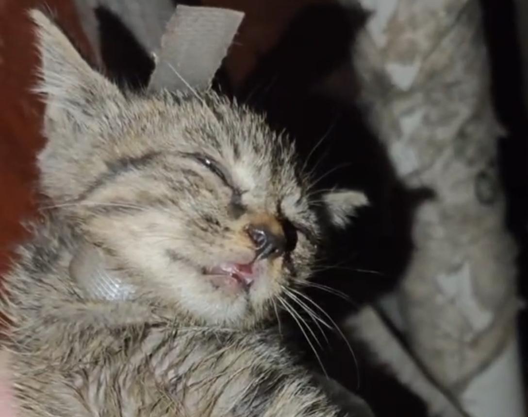 Topuzzo & Co. (@topuzzoc) on Twitter photo promise to an angel: my dear little kitten, you look like you're sleeping peacefully, I don't know you but you'll get your justice. Shame on them ЁЯЗиЁЯЗ│ <a href="/whyyoutouzhele/">цЭОшАБх╕Иф╕НцШпф╜ашАБх╕И</a> <a href="/cnnasiapr/">CNN Asia Pacific PR</a> <a href="/ChineseEmbinUS/">Chinese Embassy in US</a> <a href="/redazioneiene/">Le Iene</a> <a href="/mvbrambilla/">Michela V. Brambilla</a> #China #chinesecat #StopAnimalCruelty promise to an angel: my dear little kitten, you look like you're sleeping peacefully, I don't know you but you'll get your justice. Shame on them ЁЯЗиЁЯЗ│ <a href="/whyyoutouzhele/">цЭОшАБх╕Иф╕НцШпф╜ашАБх╕И</a> <a href="/cnnasiapr/">CNN Asia Pacific PR</a> <a href="/ChineseEmbinUS/">Chinese Embassy in US</a> <a href="/redazioneiene/">Le Iene</a> <a href="/mvbrambilla/">Michela V. Brambilla</a> #China #chinesecat #StopAnimalCruelty