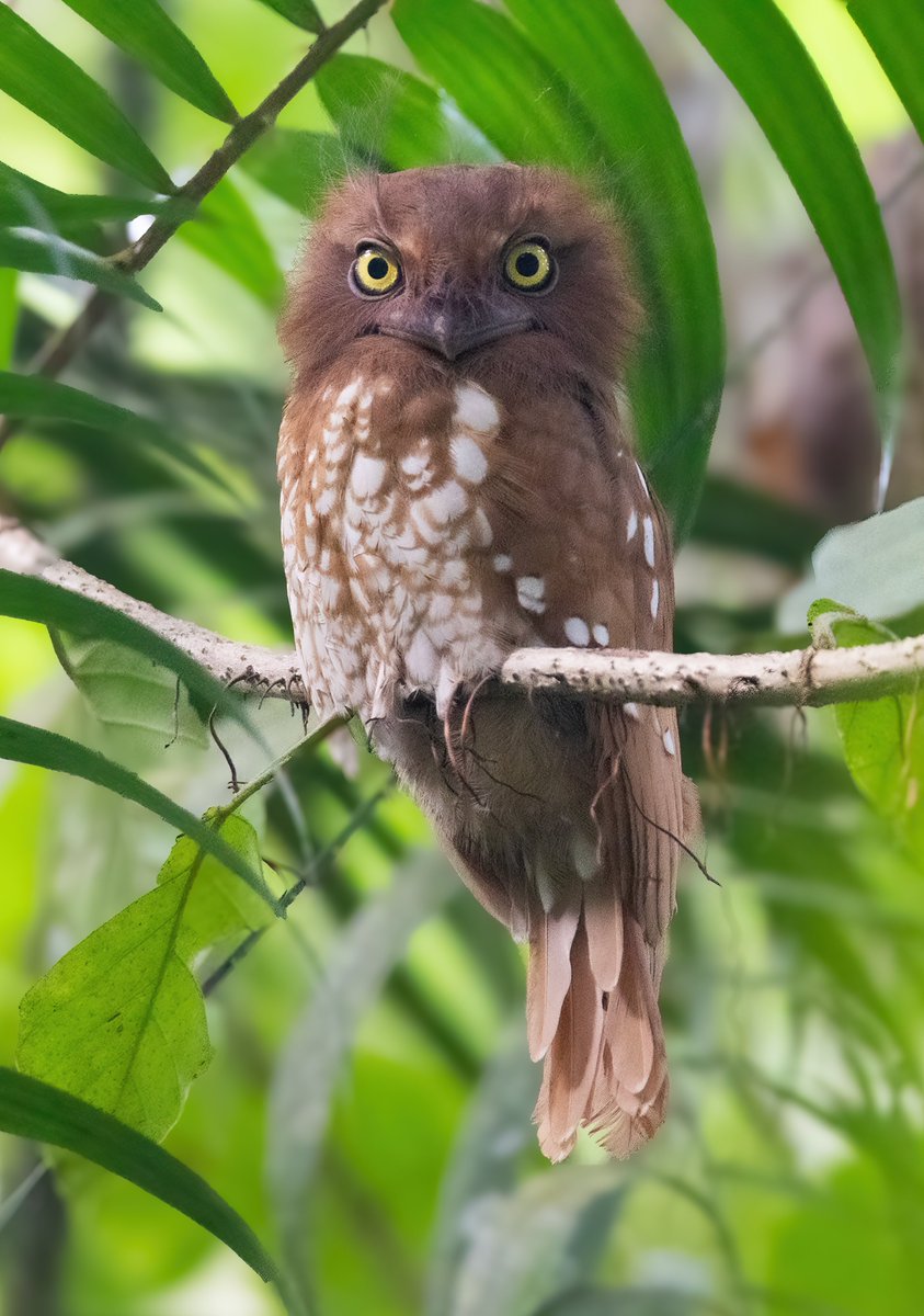 Ashley Howe tweet media