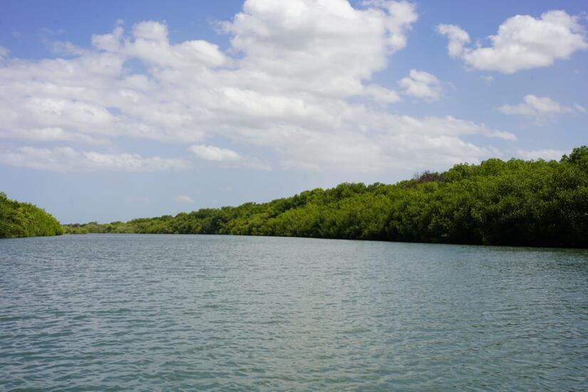 En Nicaragua, los bosques de manglares abarcan más de 102,000 hectáreas a lo largo de las costas del Pacífico y el Caribe, desempeñando un papel fundamental en la protección del medio ambiente y el equilibrio de los ecosistemas. 

🌐  goo.su/egIsi