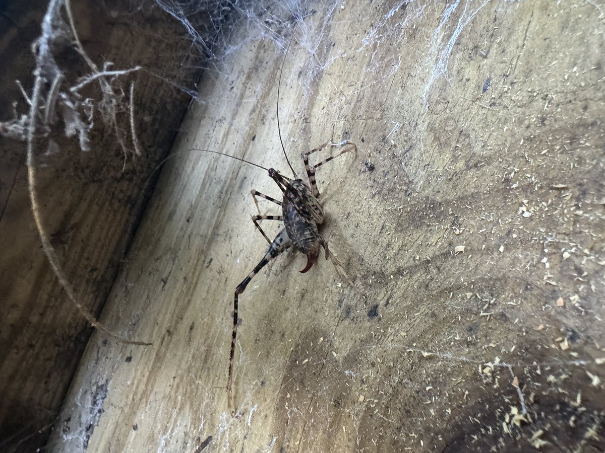 Edward54088's tweet image. I’ve lived in upstate NY my whole life and I’ve never seen one of these
Anybody know what it is?