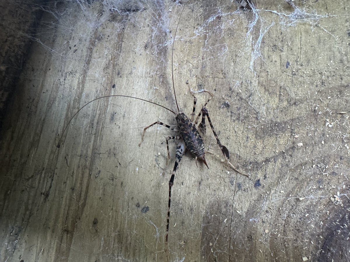 Edward54088's tweet image. I’ve lived in upstate NY my whole life and I’ve never seen one of these
Anybody know what it is?