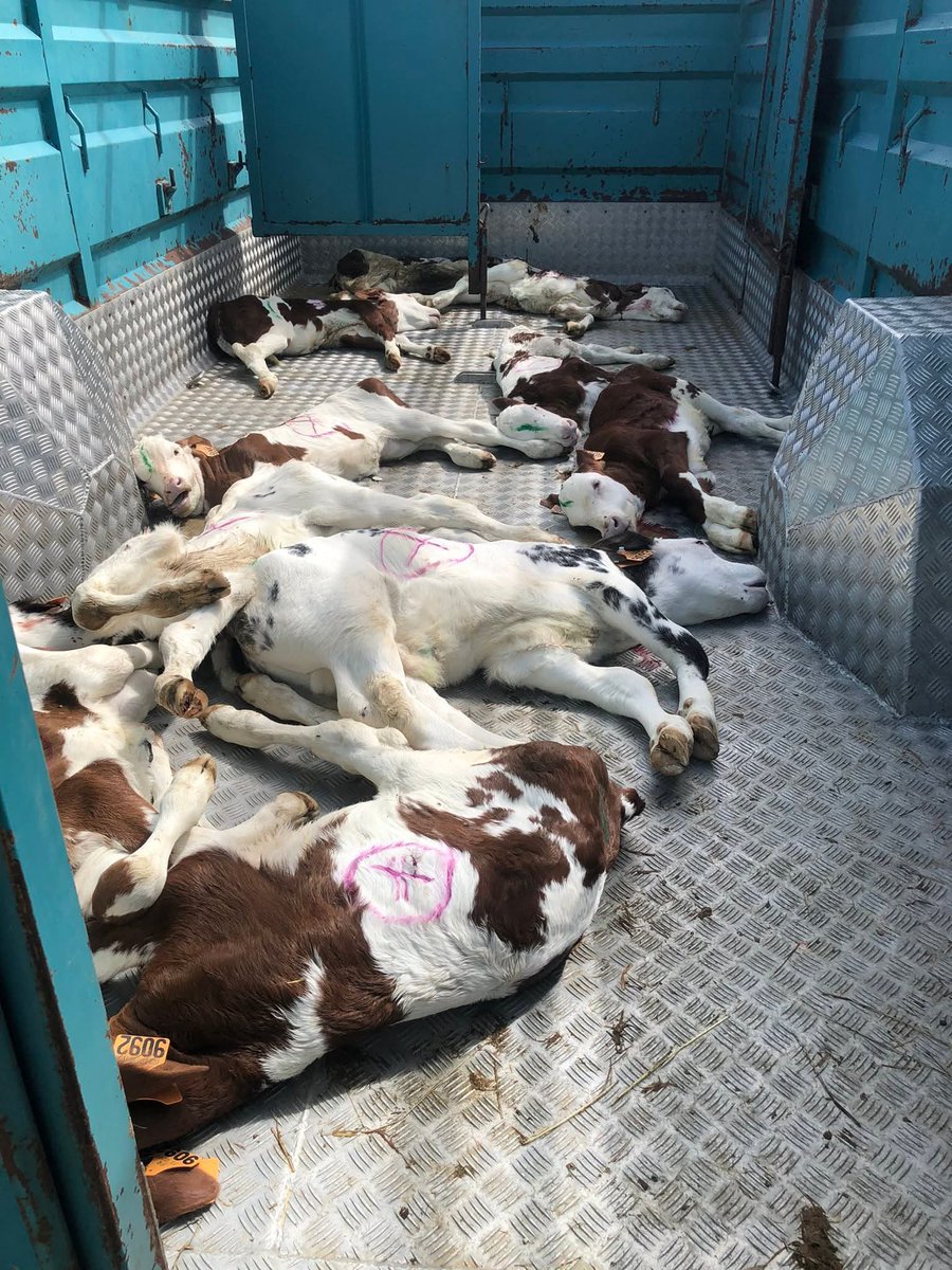 pascalaubrycr1's tweet image. Voilà le résultat d'une politique sanitaire guidée par l'export ! @FNSEA @EleveursBovins @FNPLait va falloir vous acheter un cerveau, vous avez 28 jours de retard sur la contamination, la maladie est peut-être déjà chez vous !
Pour info votre loi duplomb "j'en est rien à péter "