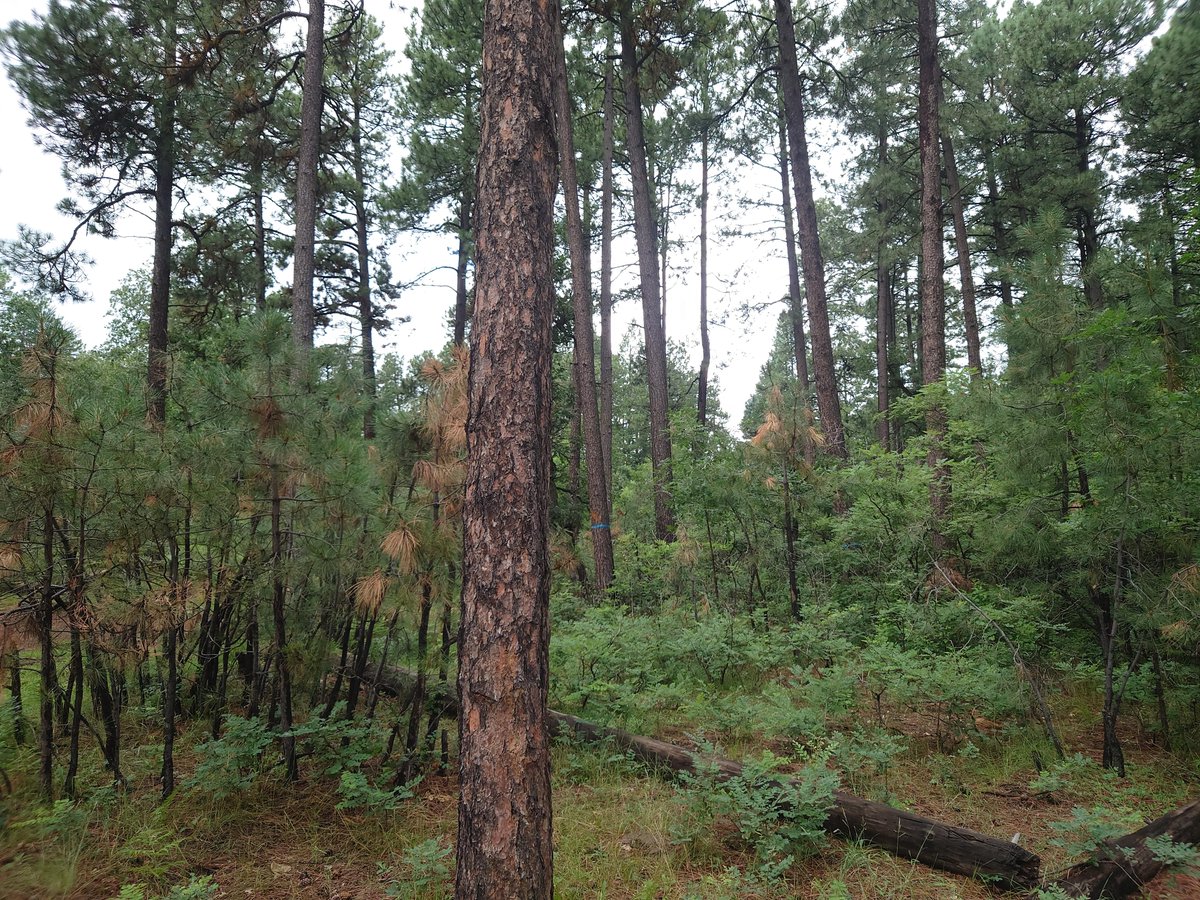 SRPconnect's tweet image. Breaking news for Arizona’s forests: We’ve renewed our partnership with @azstateforestry to continue restoration thru 2030. We've restored 35,000 acres since 2020. Next up: 52,000 more acres across AZ forests! Together, we’re reducing wildfire risk and protecting the watersheds.