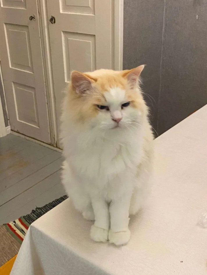 Hello guys, my cat named Dobby went missing today from a window that was left open accidentally for the whole night. If u happen to see him anywhere, please inform me in discord: akkiii12. He went missing in Finland, Pohjois-Pohjanmaa. Like and retweets appreciated. Thank you. 🥰