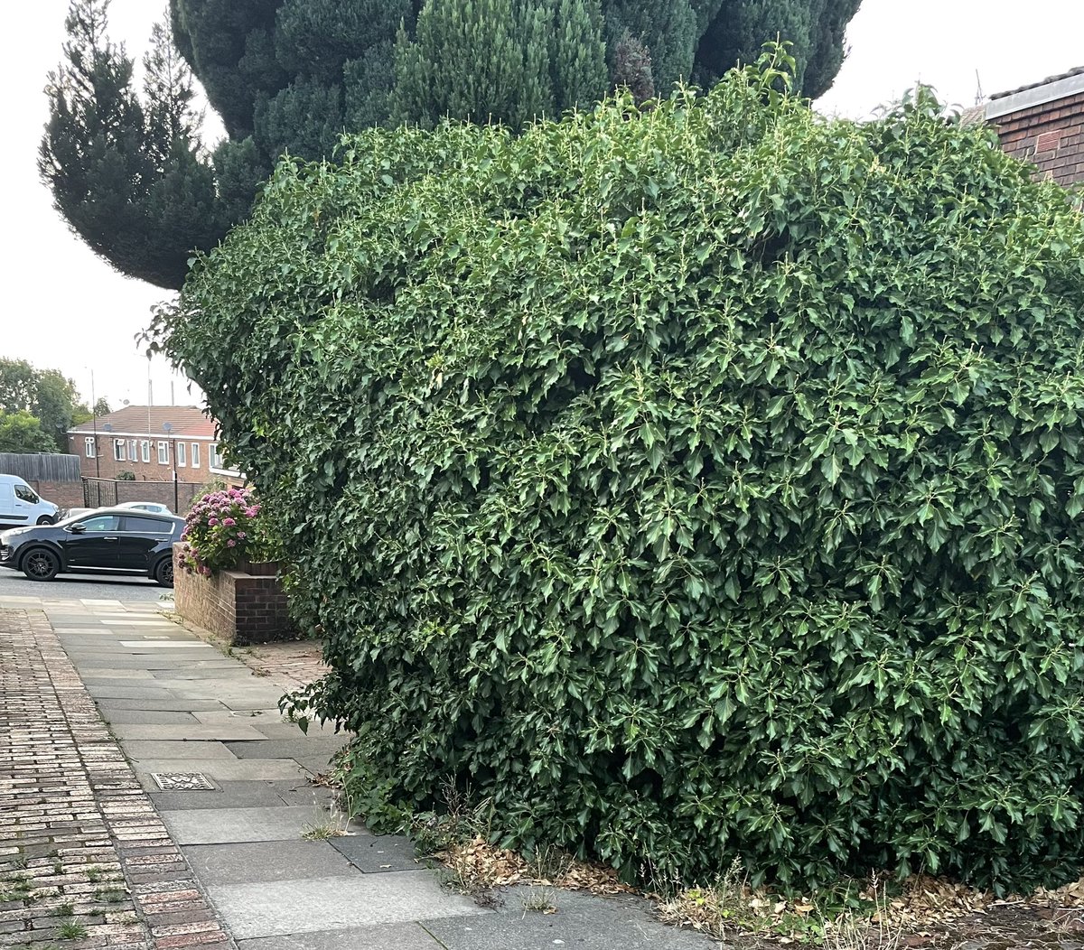kazdella's tweet photo. @Royal_Greenwich is this acceptable Greenwich council, overgrown public footpaths, weeds growing every where between pavements. https://t.co/5L9YDTs9ZZ