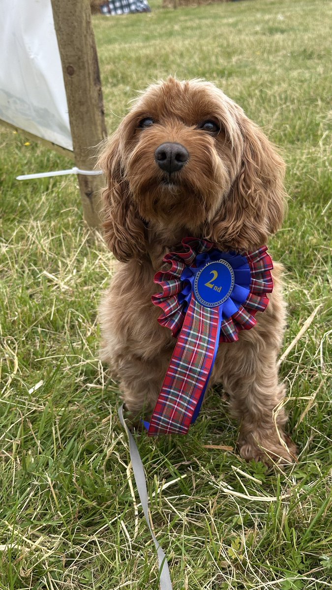 MorvenMay's tweet photo. While I was busy on the Lyme disease awareness stand, guess who was winning second place as the prettiest b*tch at Corriegarth Easte! #lymedisease #lymewarrior #lyme #lymediseasechallenge 
#doglover #doglife #doglifestyle #doglovers #cavapoos #cavapoodle #partnerincrime #doglove https://t.co/8V0m1c2oi2