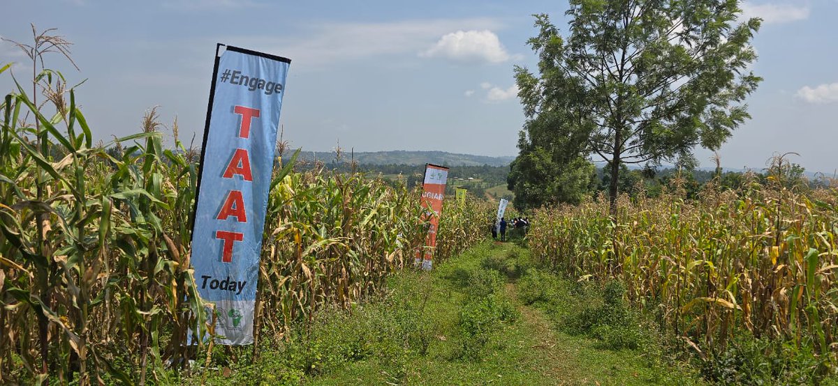 Taat_Africa's tweet image. #TAATMaize Compact, led by @aatfafrica,  in partnership with the private sector, is holding a two-week-long farmer intensive learning and demonstrations all over our intervention sites in western Kenya. Join us! We are in Siaya tomorrow!
#TAATinKenya #TechnologyShowcase #WEMA…