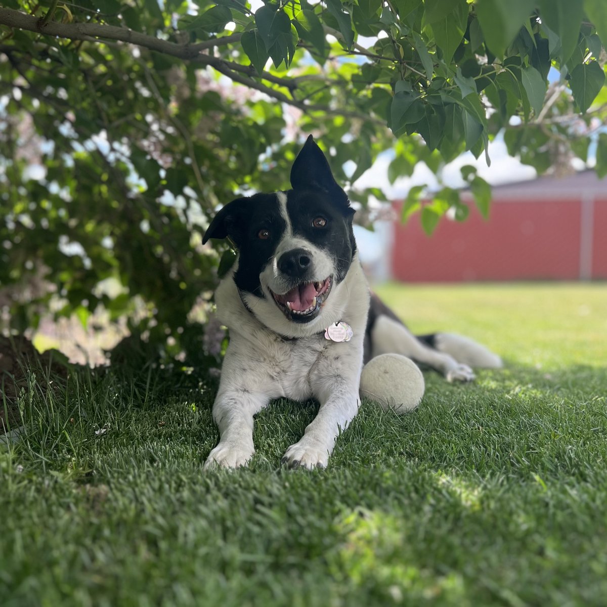 EJFisch's tweet image. This cute smiling lady turns 10 today 🥹
One of her very favorite outdoor toys is an empty plastic mayonnaise jar that's been cleaned out and had the label removed, because it makes cool noises and is kinda bouncy. Her old one is gross, so her birthday present was a new one 😂