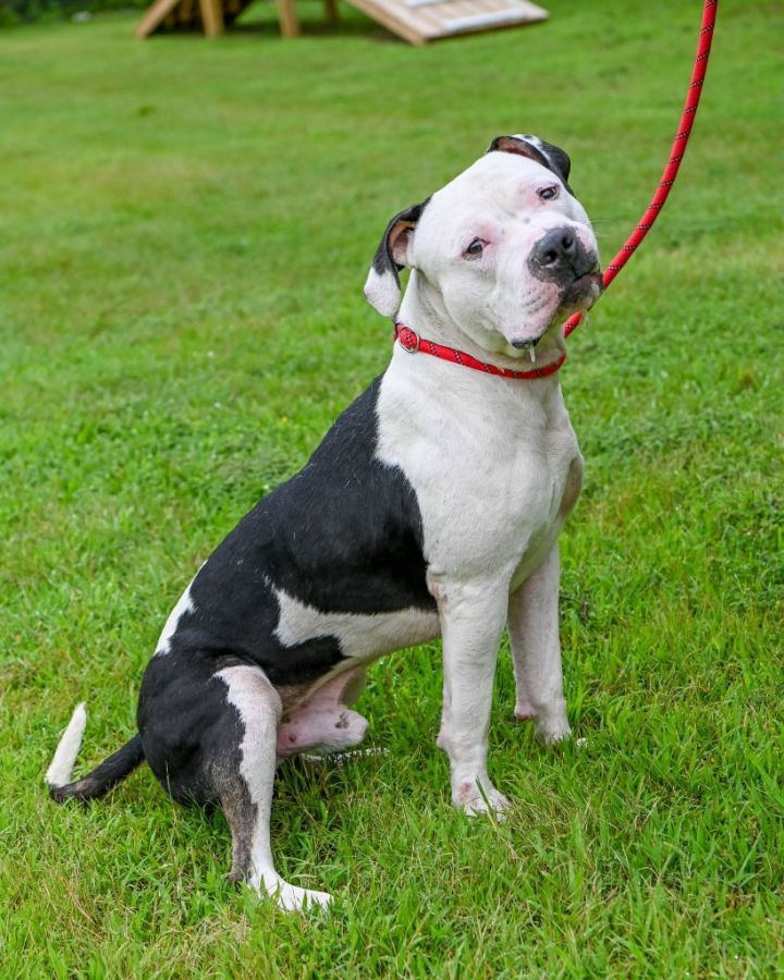 HenricoCitizen's tweet image. In this week's Fur Finder: Cherub and Gretchen are just two of the cats currently up for adoption at the Henrico Animal Shelter. On the canine side, Rusty (terrier/Boston terrier) and Highway (pit bull terrier) are seeking homes.
henricocitizen.com/henrico-fur-fi…