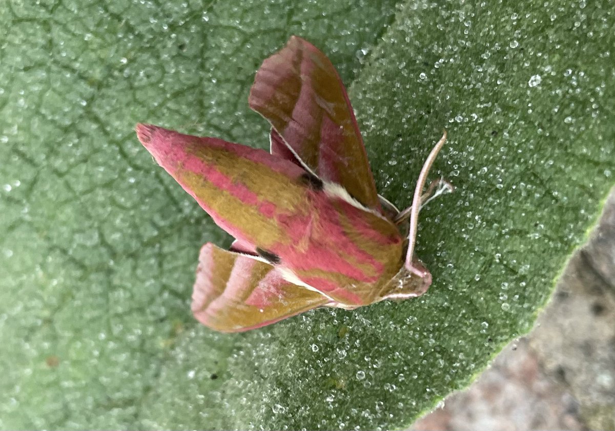 Rosemary Thompson tweet media