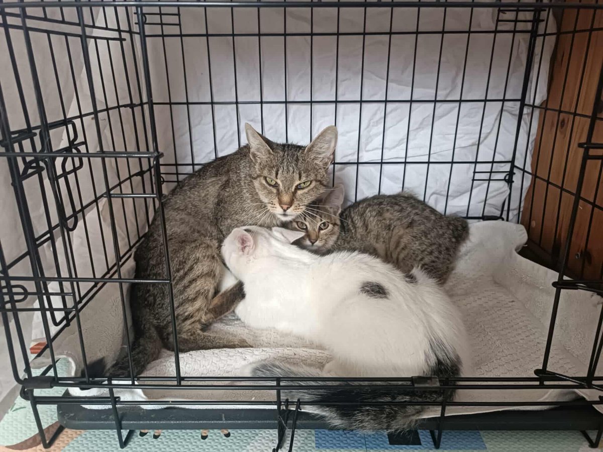 Koty w głowie 🐈 tweet media