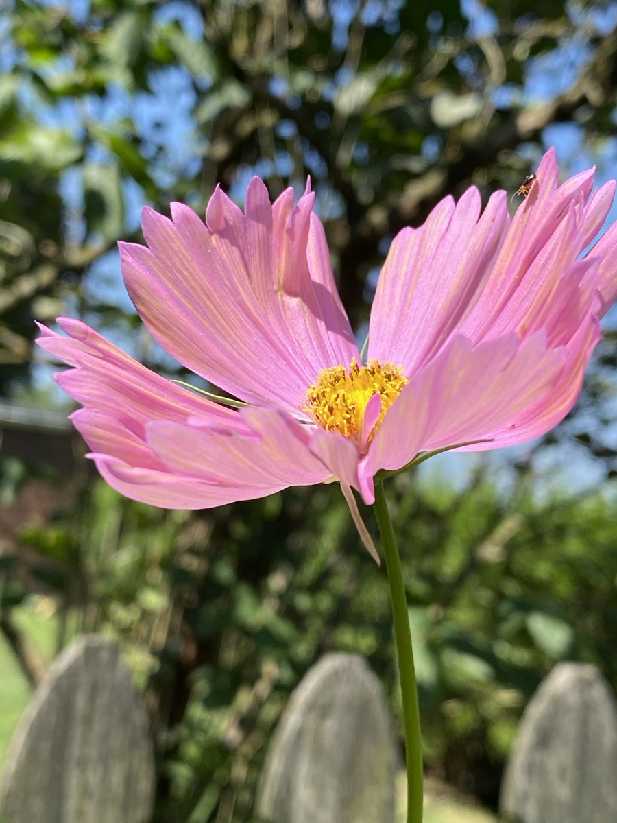 joanjet761's tweet photo. The 4 + feet tall Apricotta cosmos have just opened. The color was advertised as special. I agree! Is there a #cosmoschallenge this year? #cosmos #flowers #gardening #botanicalbeauties https://t.co/O3WXULjjFG