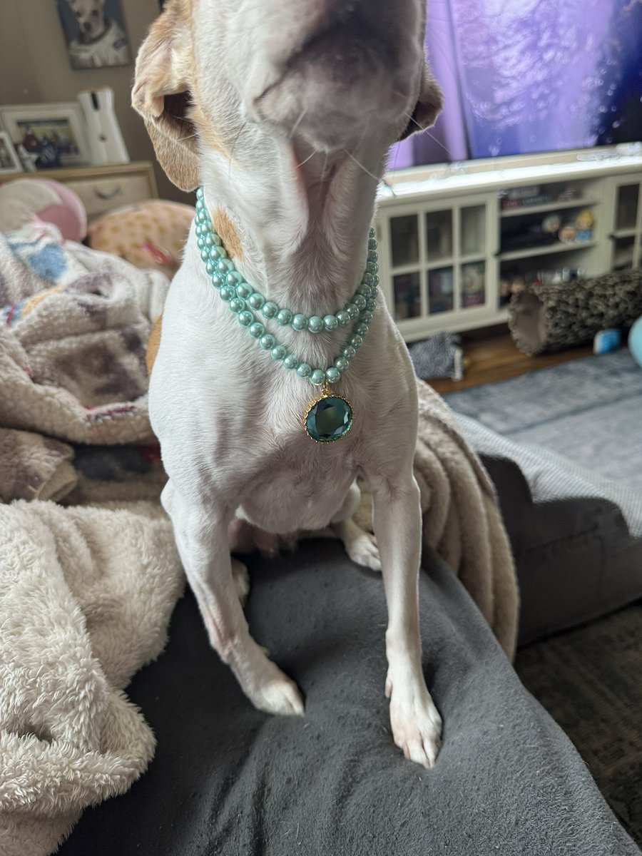 gilly923's tweet image. Miss Shyloh got sent a new necklace, she is very excited to be boujee.